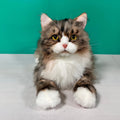 Norwegian Forest Cat Plush – Handmade Plush by Chongker, image 1 of 6