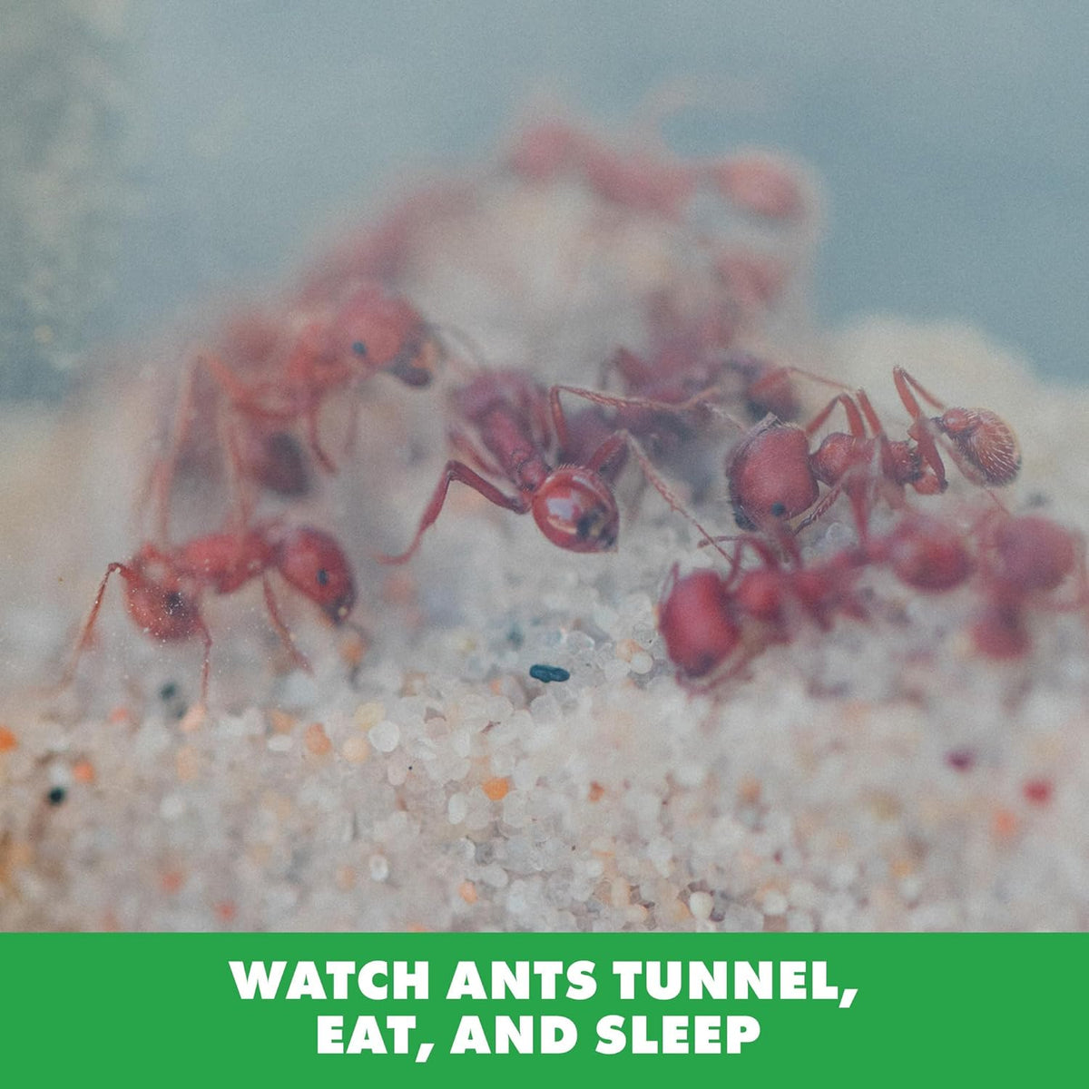3D STEM Ant Farm