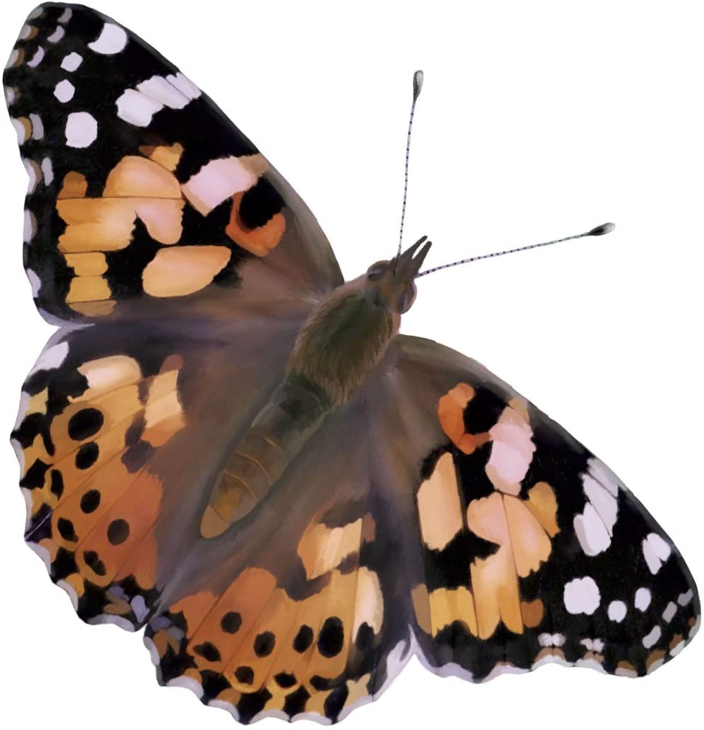 The Beauty of Butterflies STEM Haven