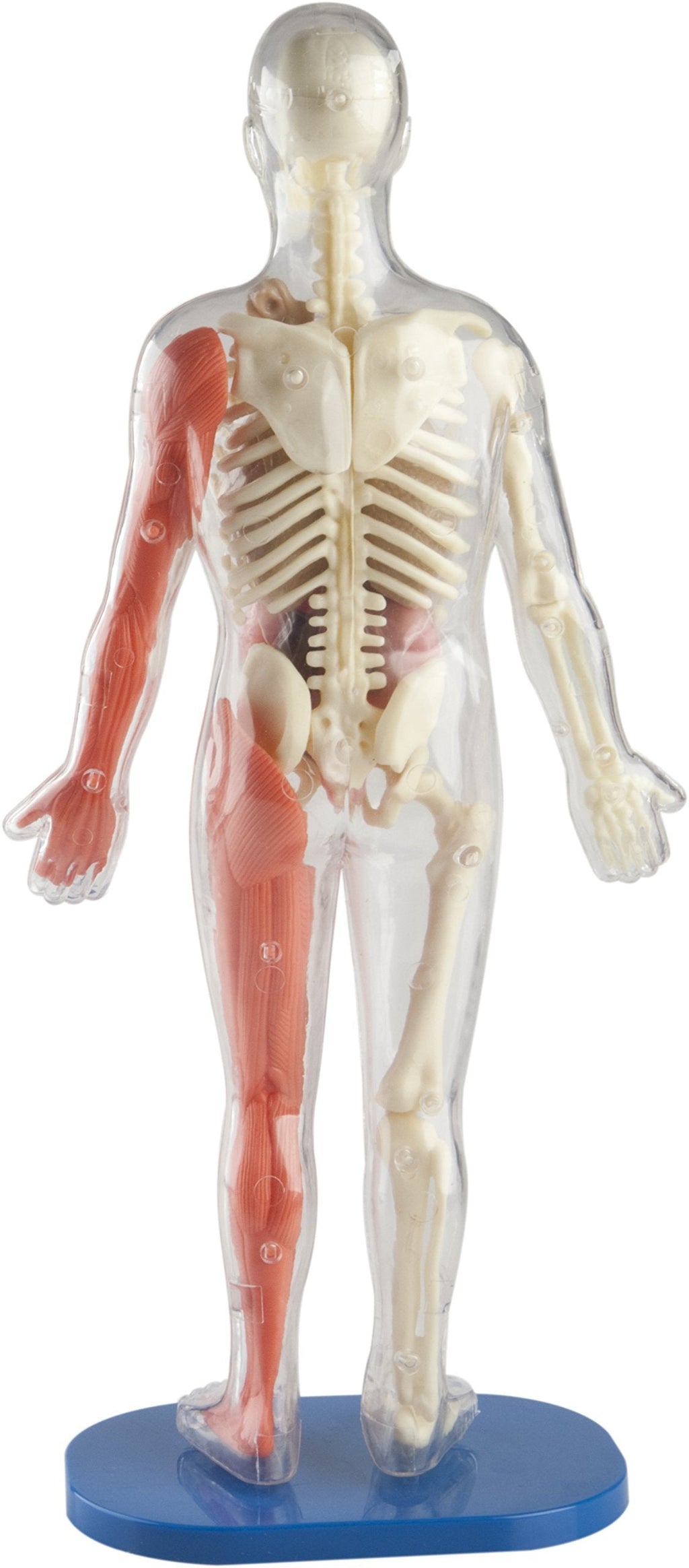 Jelly STEM Anatomy