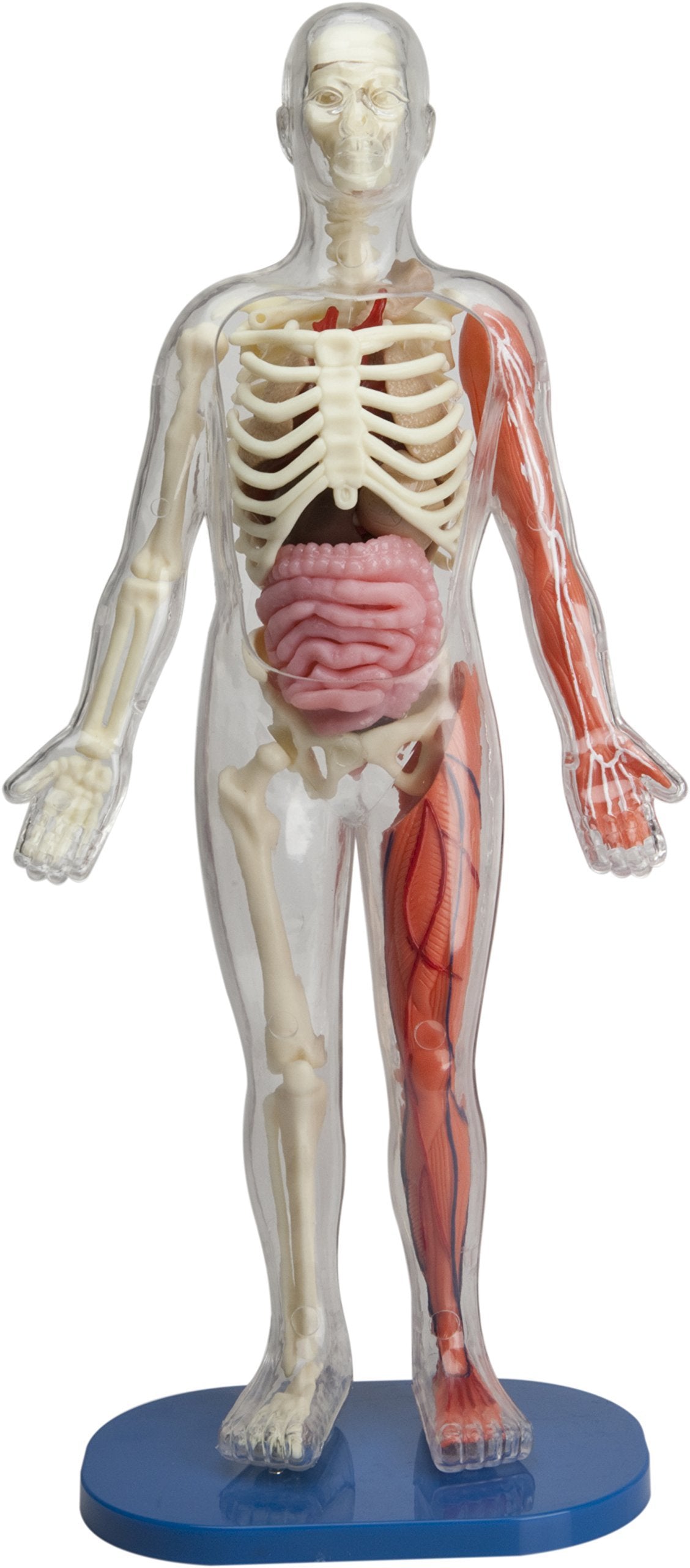 Jelly STEM Anatomy