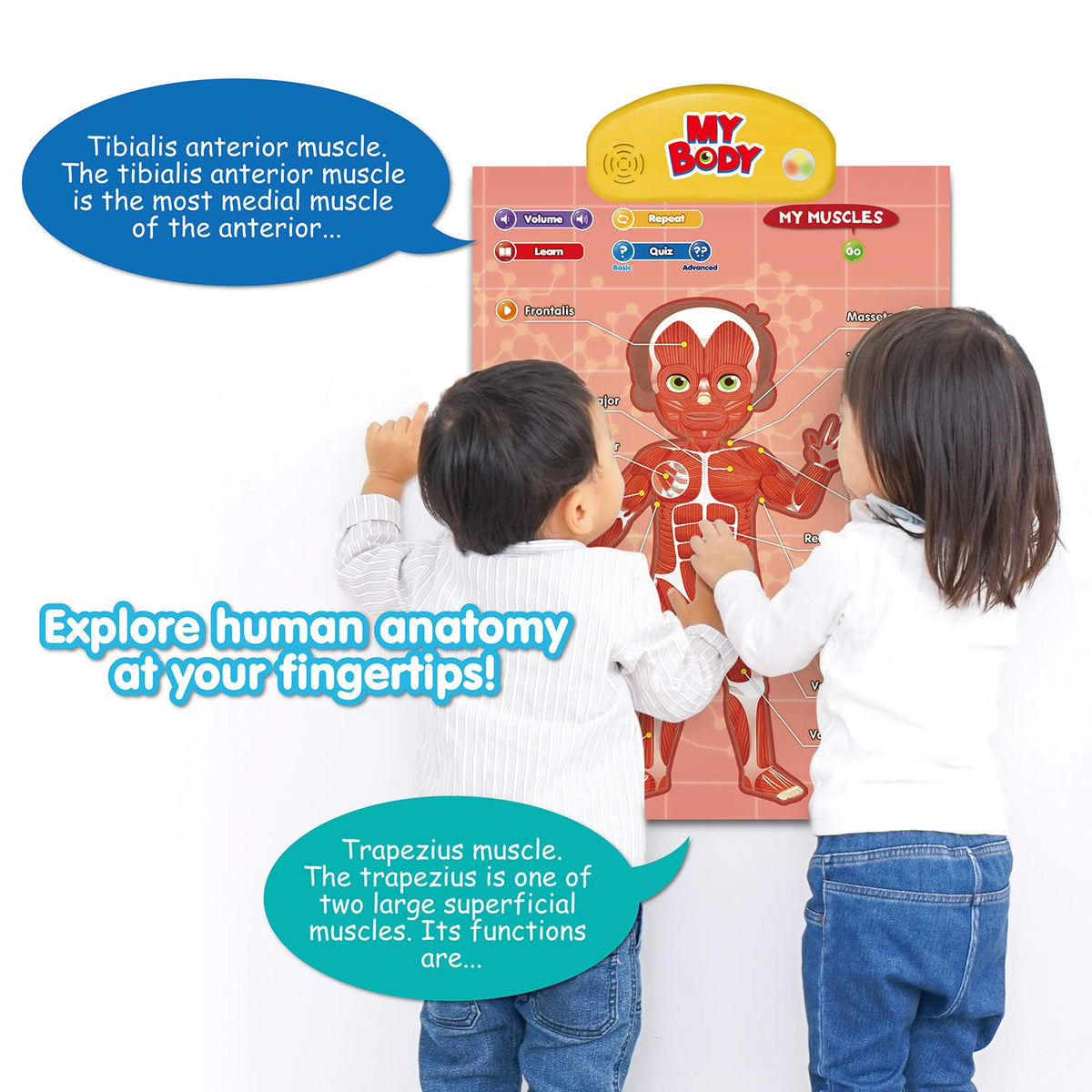 Interactive Human Anatomy Learning Poster, 4 Topics, Ages 5–12
