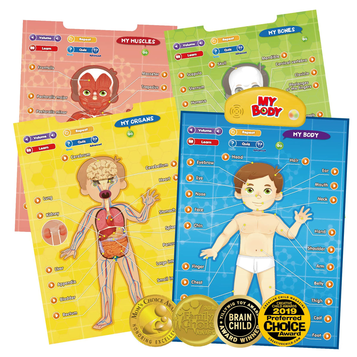 Interactive Human Anatomy Learning Poster, 4 Topics, Ages 5–12