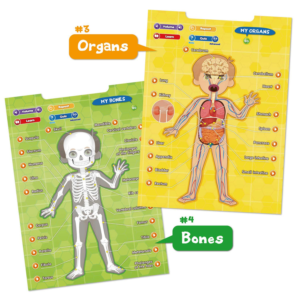 Interactive Human Anatomy Learning Poster, 4 Topics, Ages 5–12 - product photo