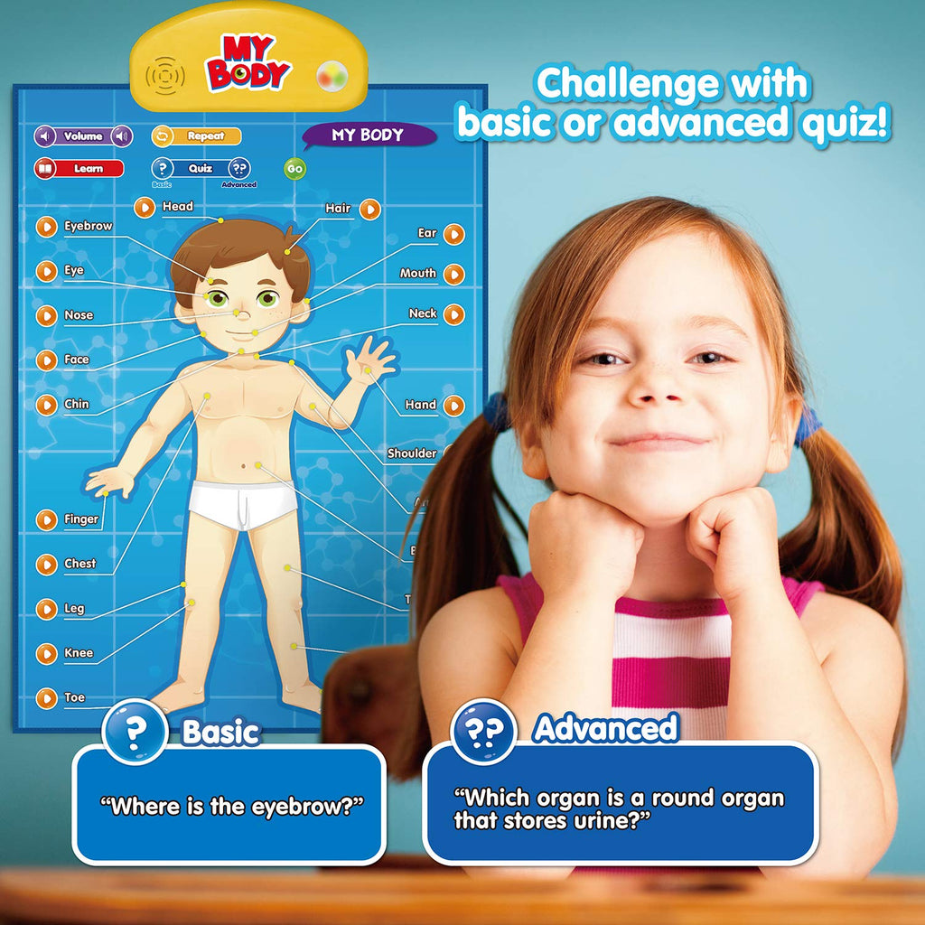 Interactive Human Anatomy Learning Poster, 4 Topics, Ages 5–12 - product photo