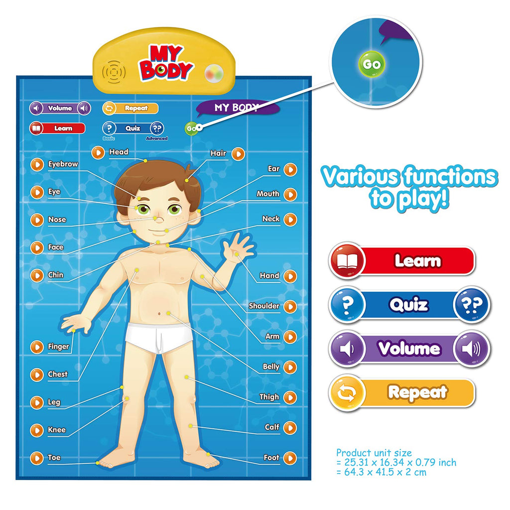 Interactive Human Anatomy Learning Poster, 4 Topics, Ages 5–12 - product photo