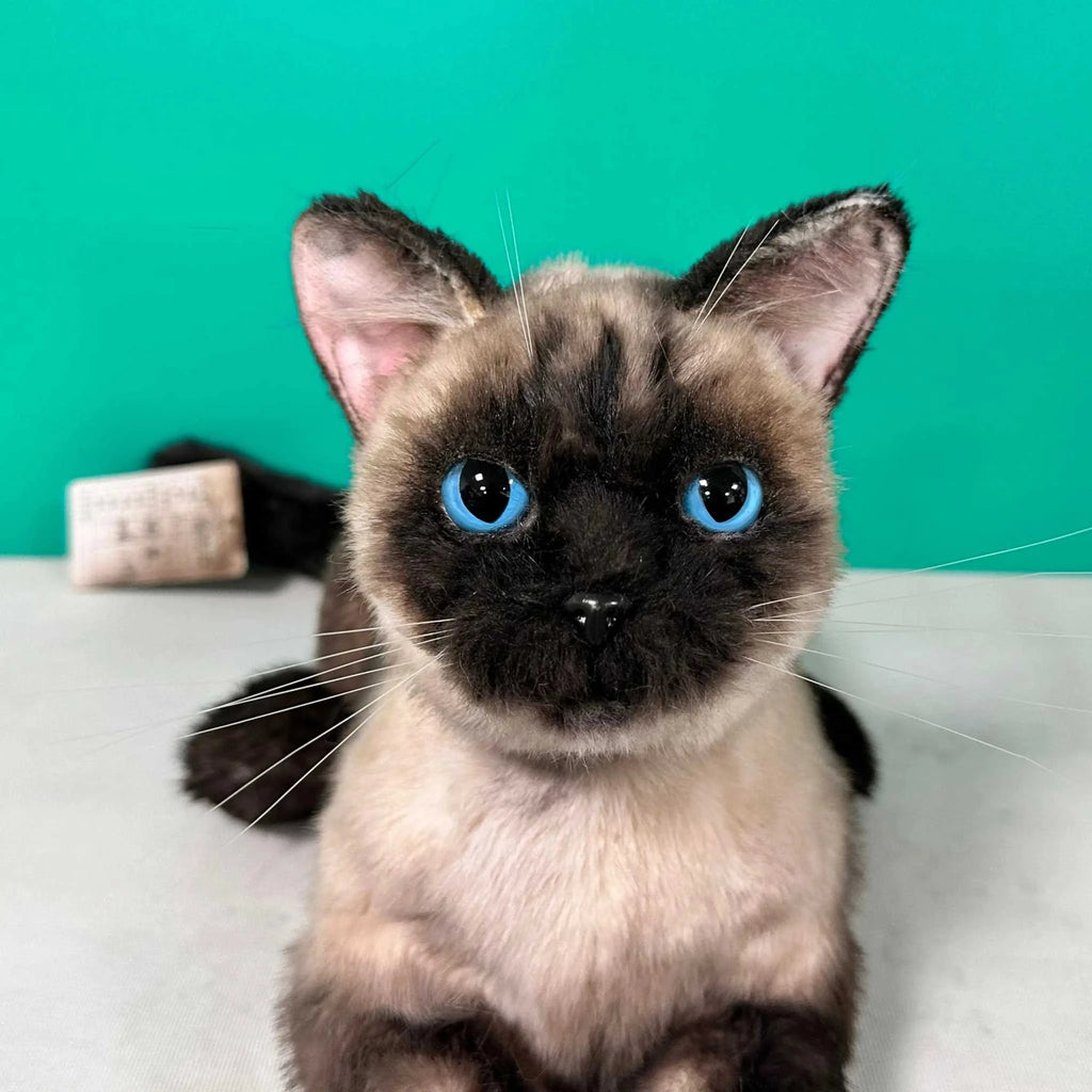 Plush Siamese Shorthair Cat-Weighted-Handmade Life-Size Companion & Pet Memorial - Maven Couture IncOrder to make
